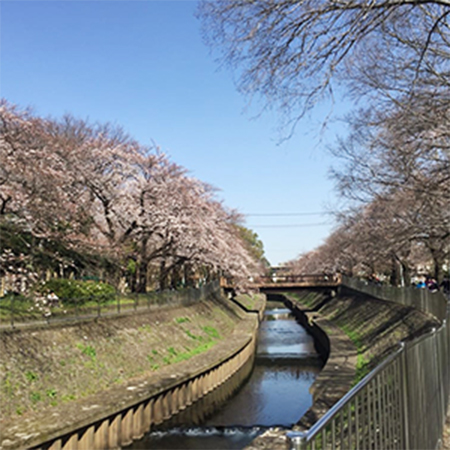 善福寺川・和田堀公園